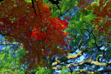 石清水八幡宮のある男山の自然