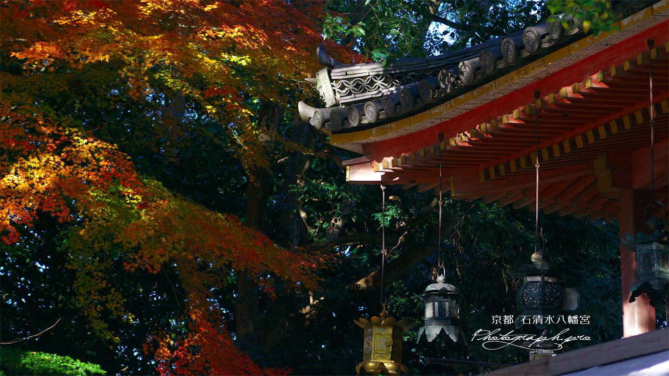 石清水八幡宮の灯籠と紅葉 壁紙