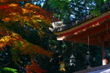 石清水八幡宮の灯籠と紅葉