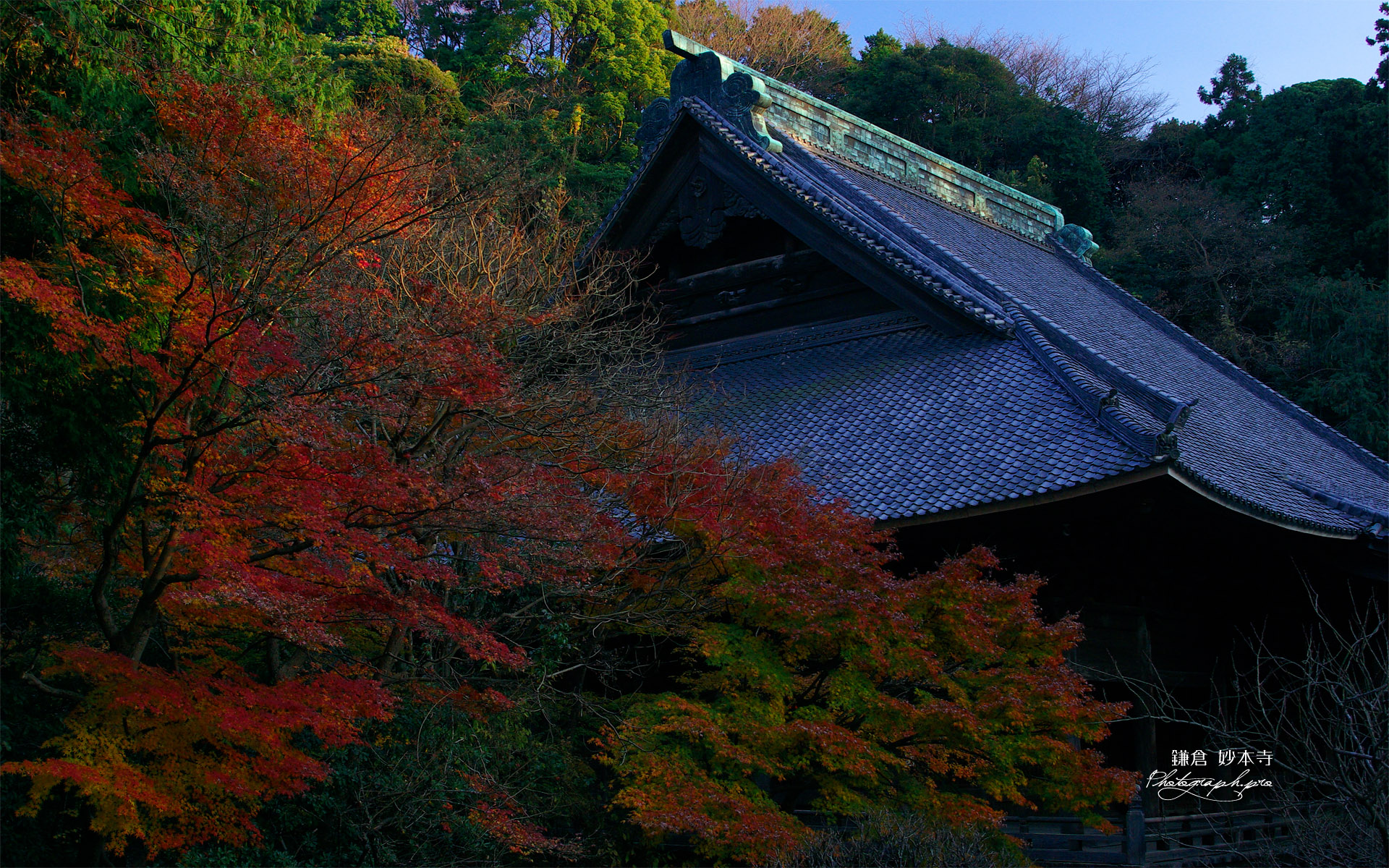 妙本寺 冬紅葉と祖師堂