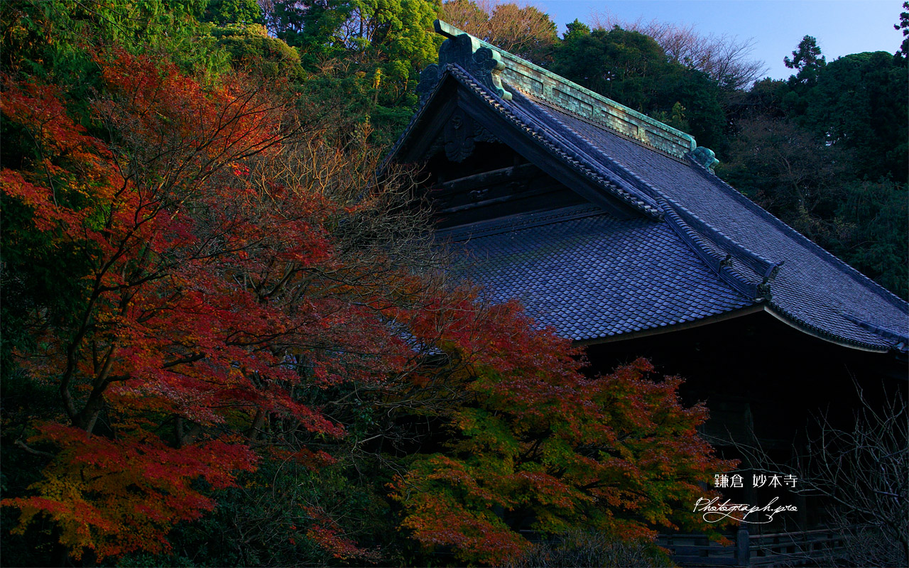 妙本寺 冬紅葉と祖師堂 壁紙
