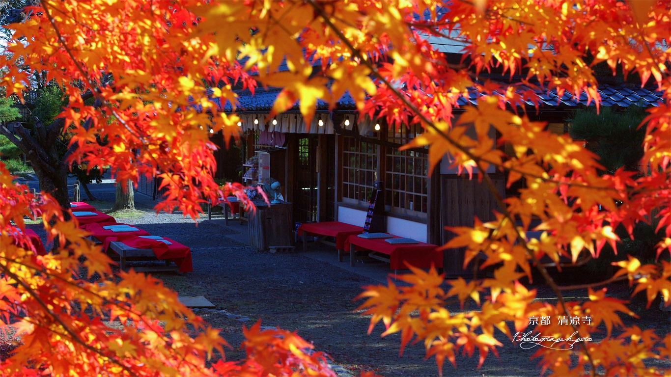 清凉寺 紅葉越しの大文字屋 壁紙