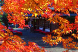 清凉寺 紅葉越しの大文字屋