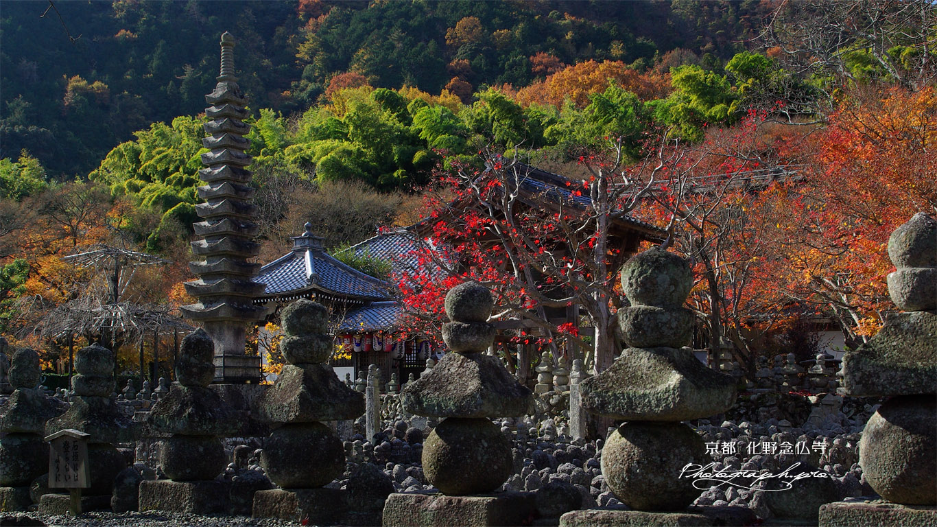 化野念仏寺 石塔と紅葉 壁紙