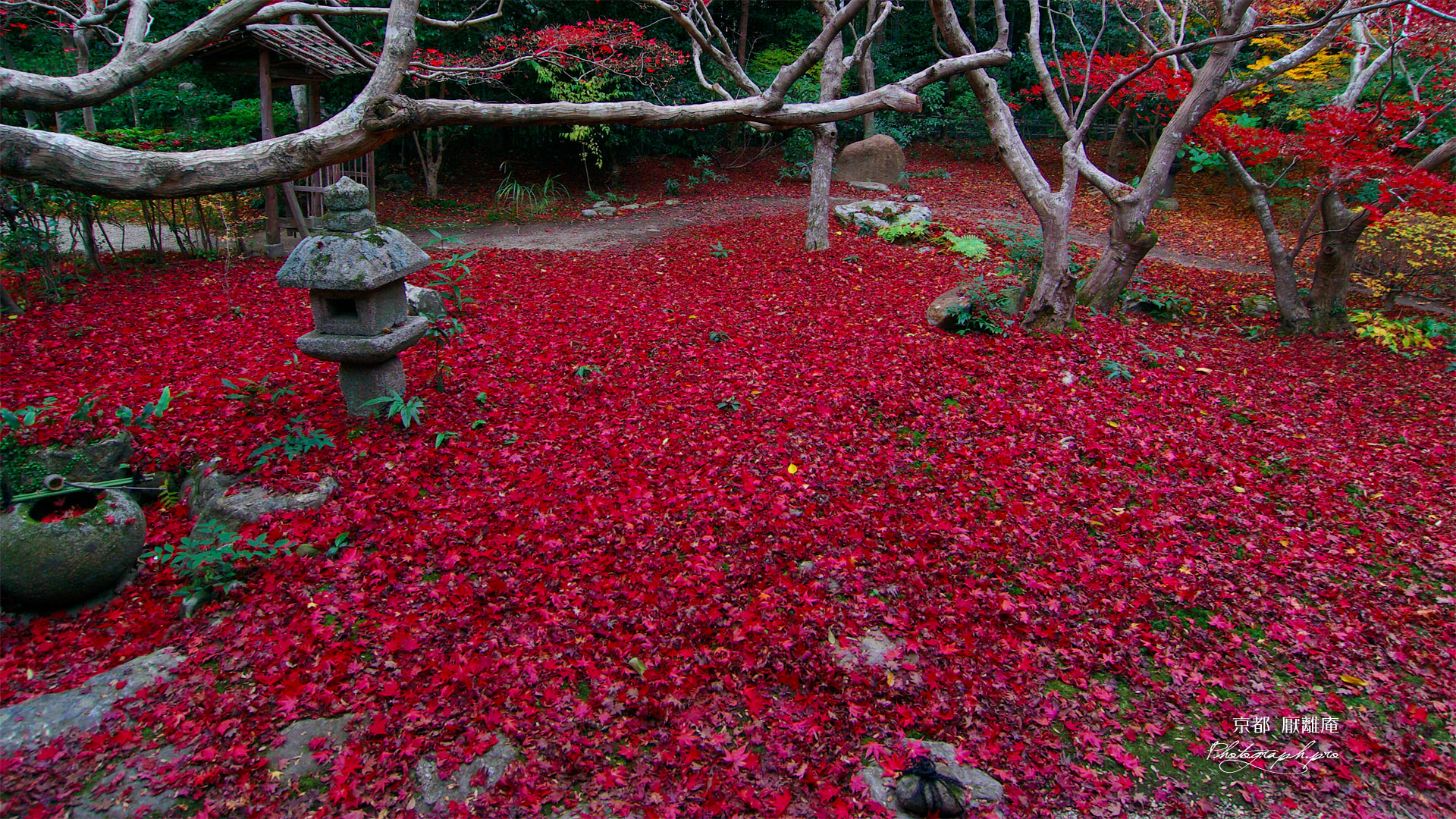 京都厭離庵 冬紅葉