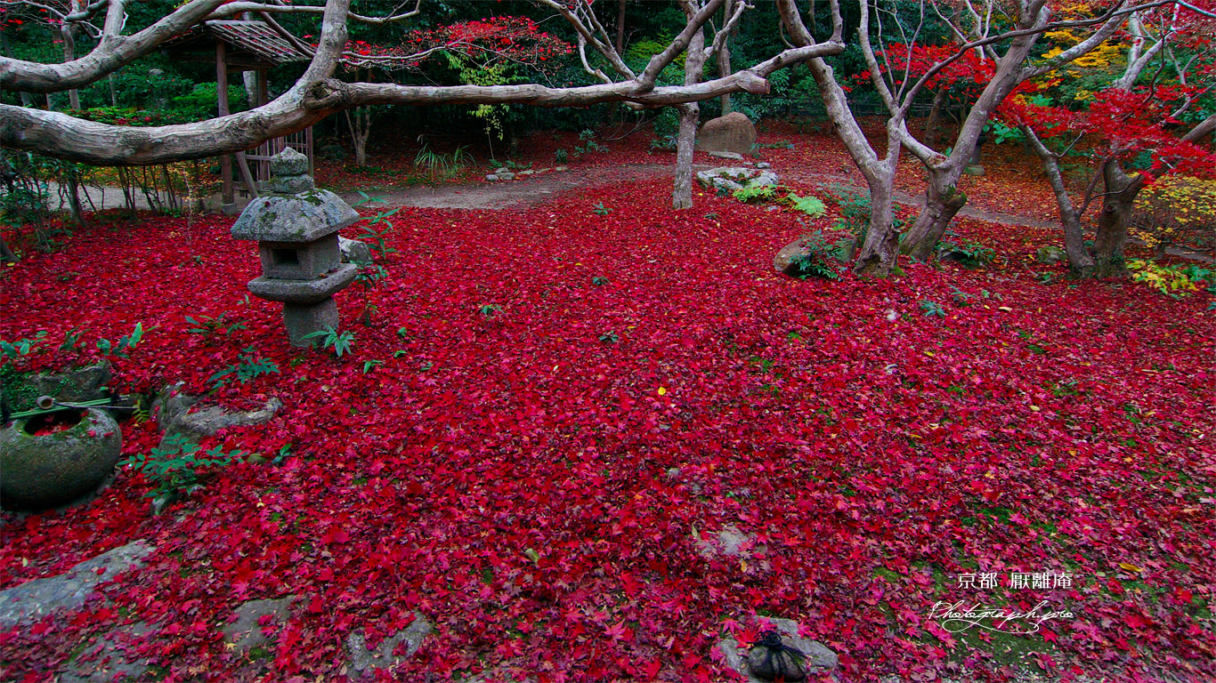 京都厭離庵 冬紅葉 壁紙