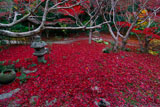 京都厭離庵 冬紅葉
