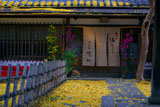 清凉寺 竹仙の散り銀杏