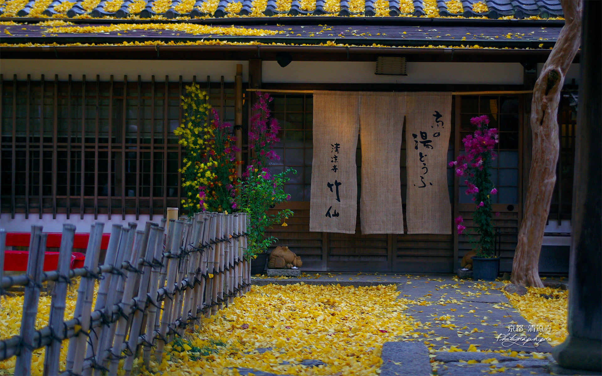 清凉寺 竹仙の散り銀杏