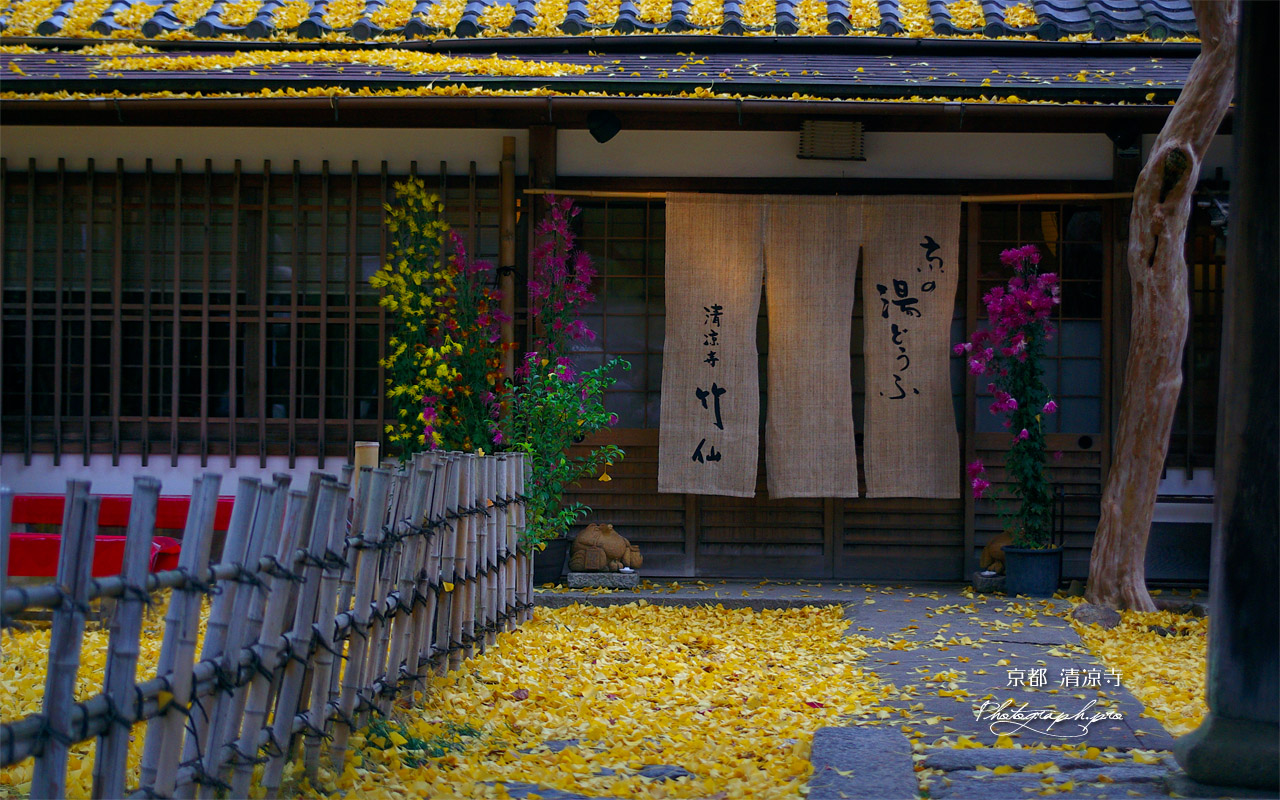 清凉寺 竹仙の散り銀杏 壁紙