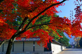 紅葉と仙洞御所