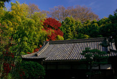 崇泰院