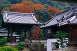晩秋の興聖寺堂宇