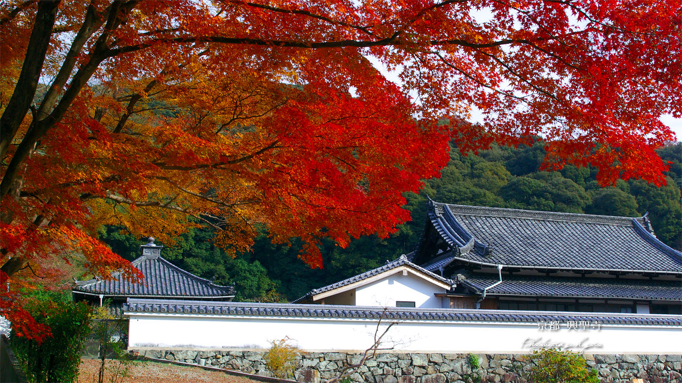 紅葉と興聖寺衆寮 壁紙