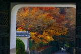 興聖寺山門越しの琴坂紅葉
