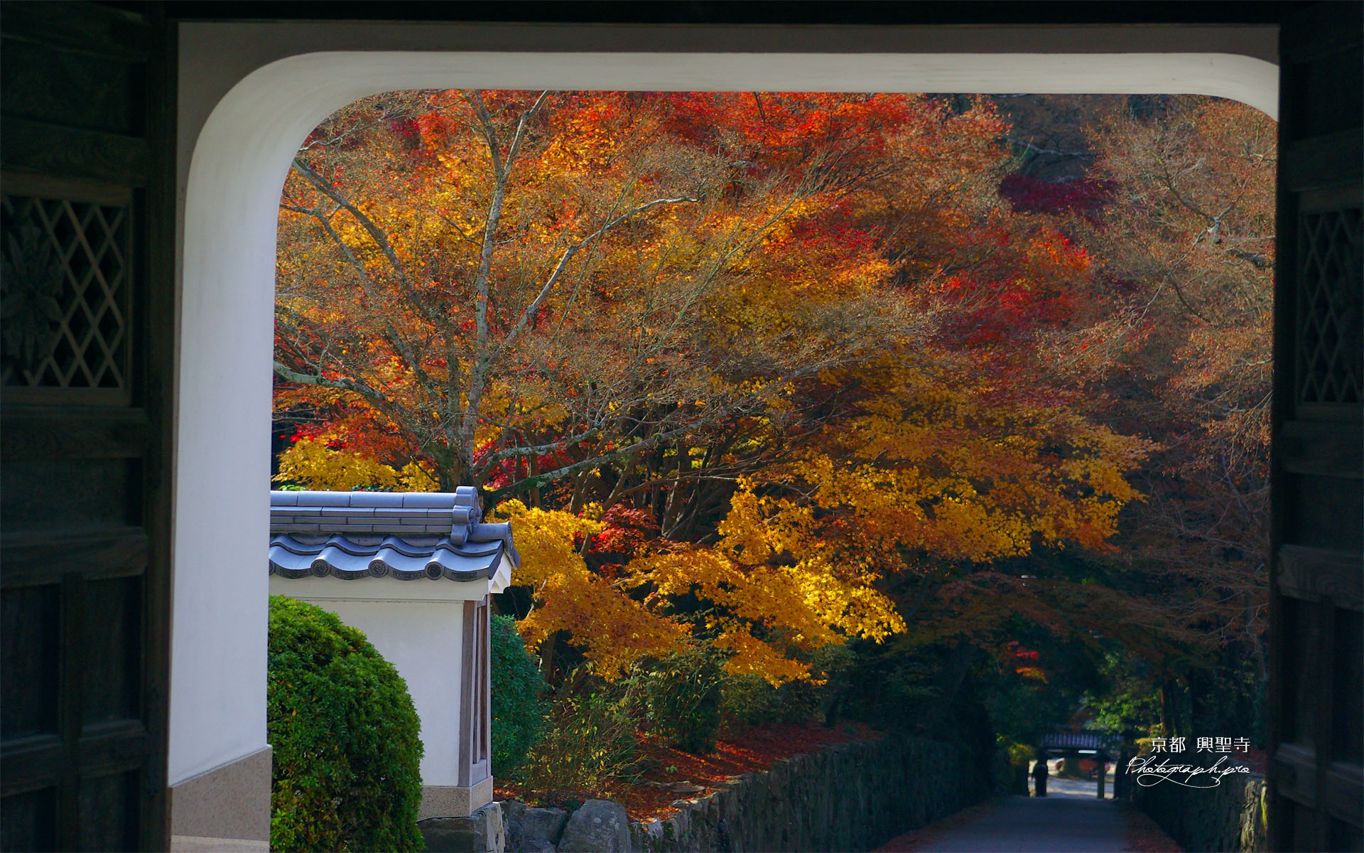 興聖寺山門越しの琴坂紅葉