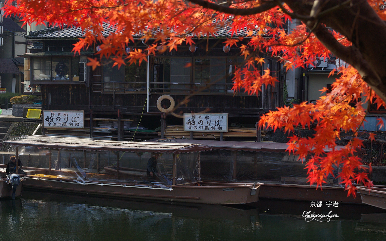 宇治 もみじ越しの紅葉船 壁紙