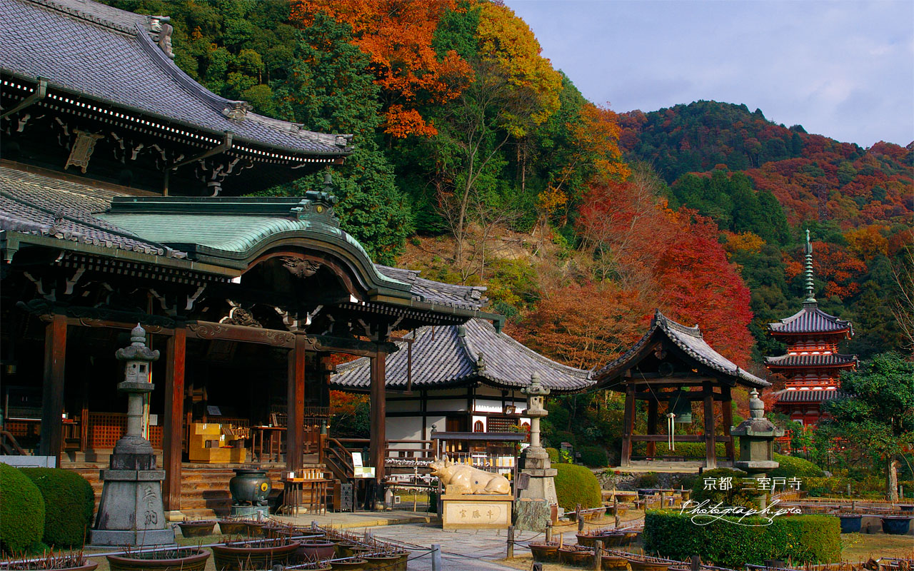 紅葉の三室戸寺 壁紙