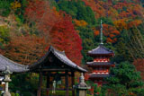 三室戸寺三重塔と紅葉