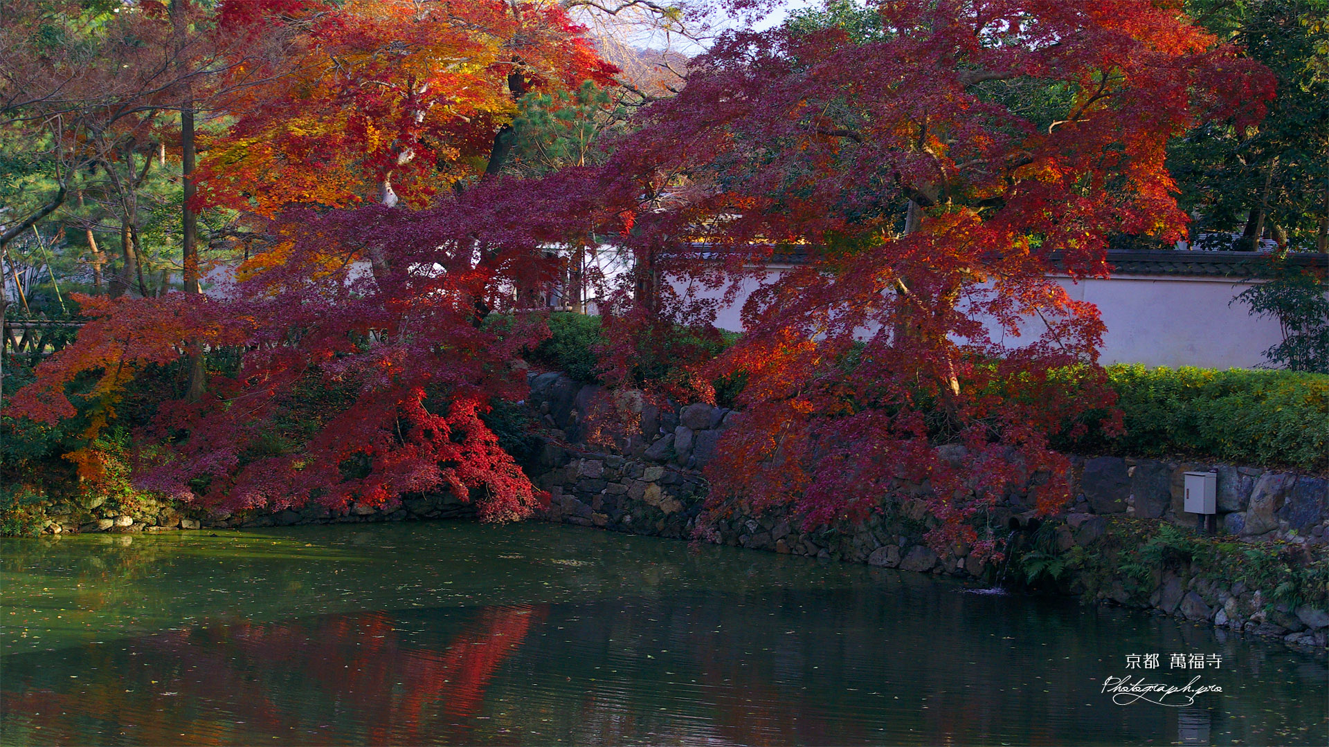 紅葉の萬福寺放生池