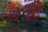 紅葉の萬福寺放生池