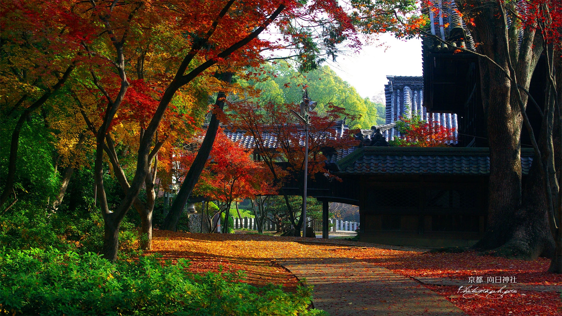 向日神社本殿裏の紅葉