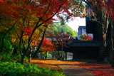 向日神社本殿裏の紅葉