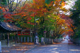向日神社手水舎と参道の紅葉