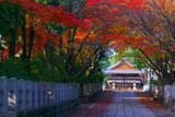 向日神社参道と舞楽殿の紅葉