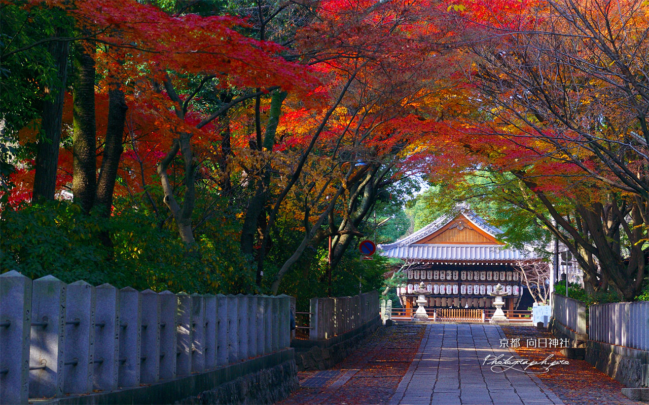 向日神社参道と舞楽殿の紅葉 壁紙