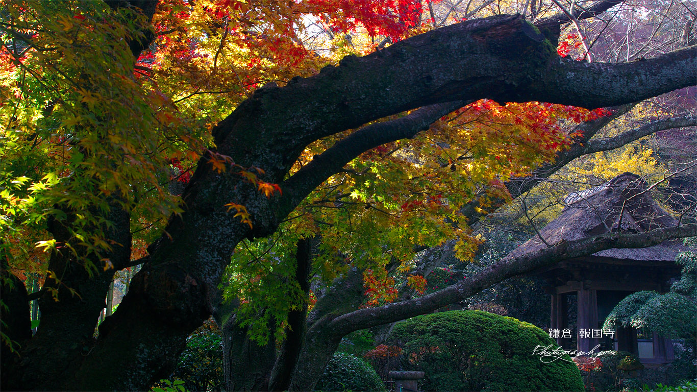 鎌倉報国寺 紅葉と鐘楼 壁紙