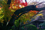 鎌倉報国寺 紅葉と鐘楼