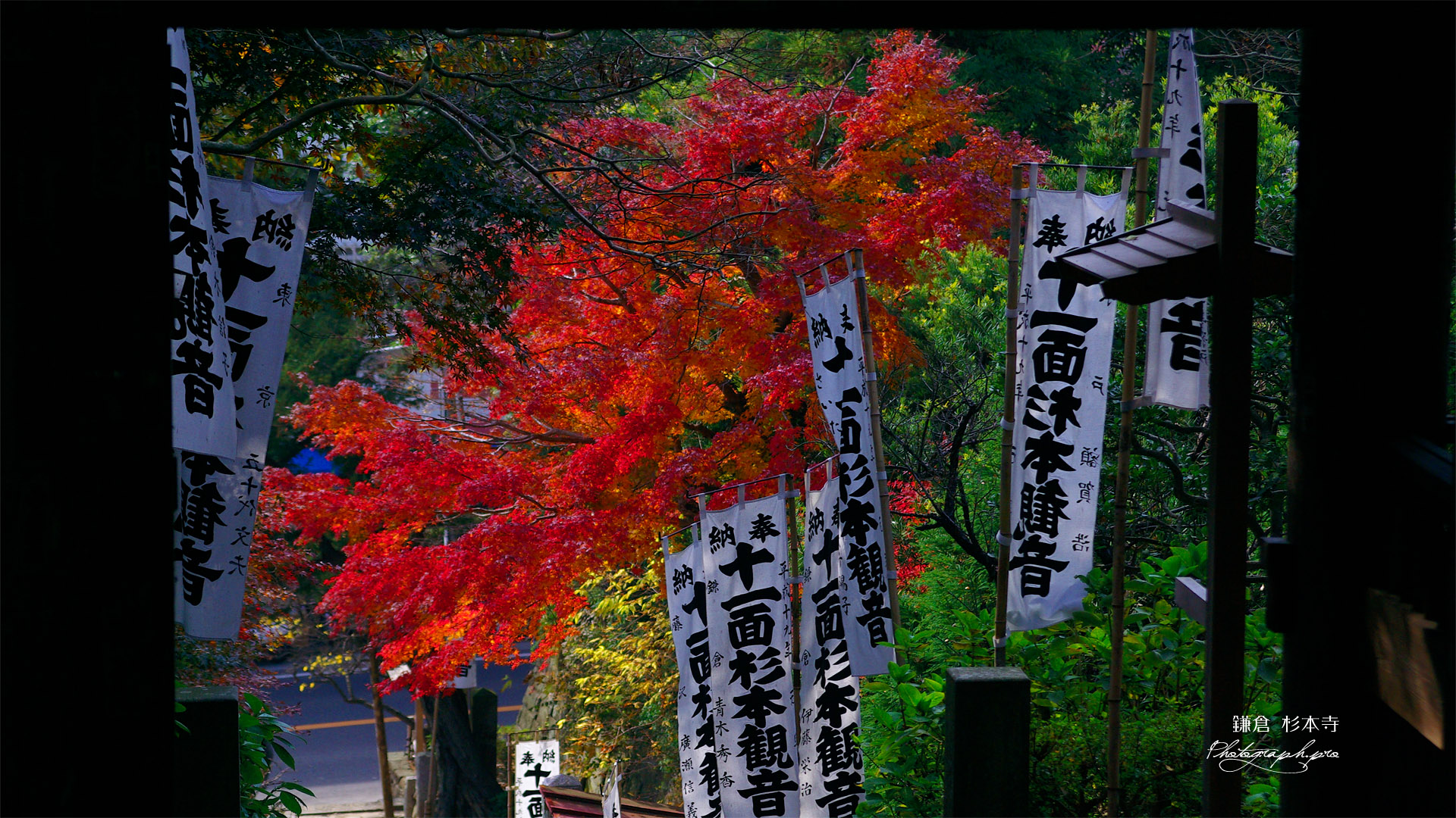 鎌倉 杉本寺仁王門越しの紅葉