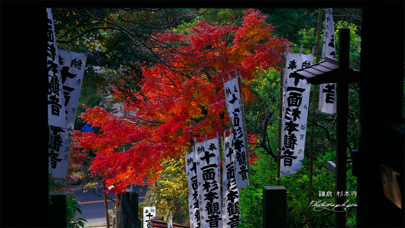 鎌倉 杉本寺仁王門越しの紅葉 壁紙
