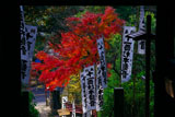 鎌倉 杉本寺仁王門越しの紅葉