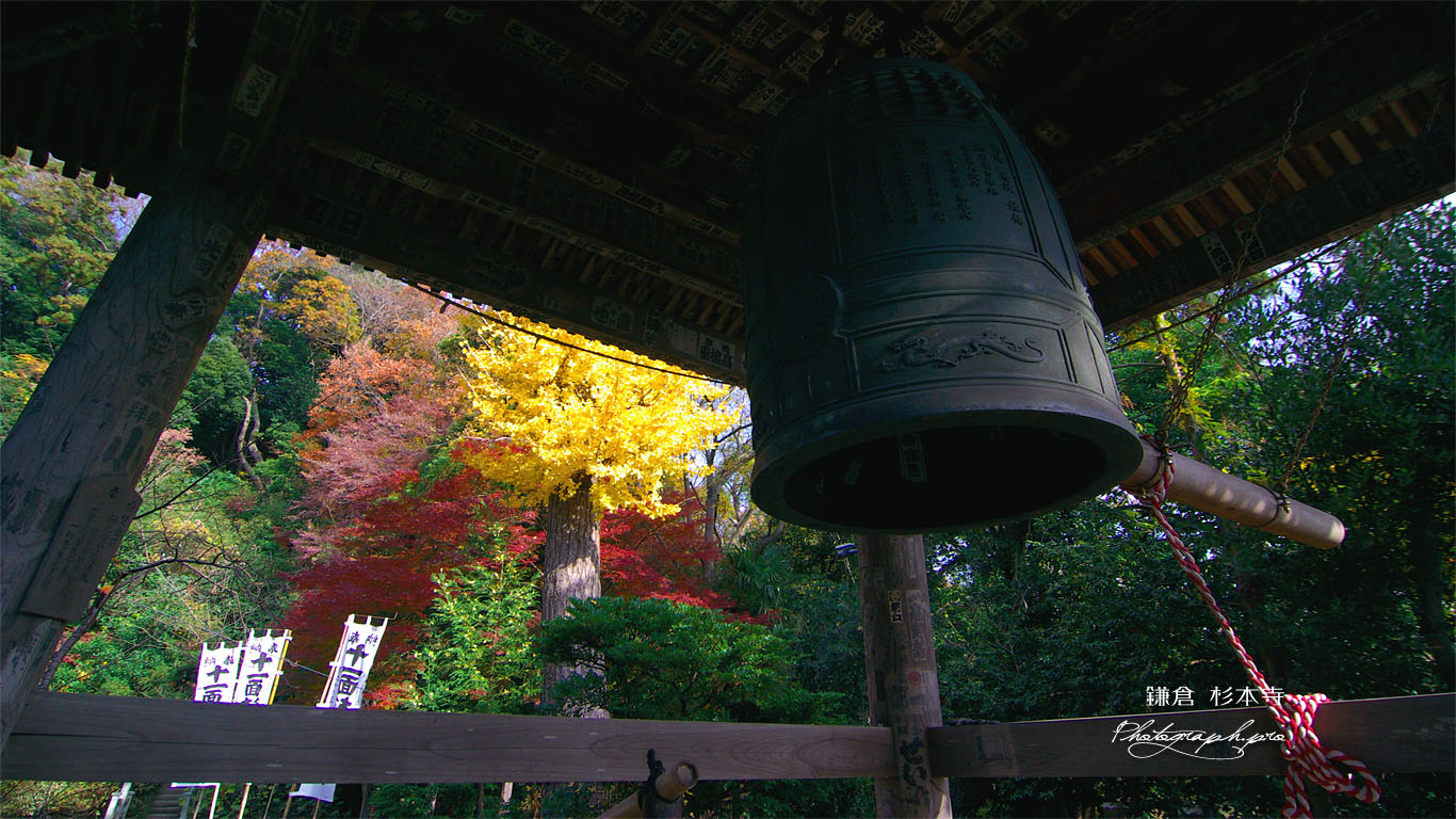 鎌倉 杉本寺鐘楼越しの紅葉 壁紙