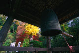 鎌倉 杉本寺鐘楼越しの紅葉