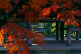 紅葉の円覚寺山門