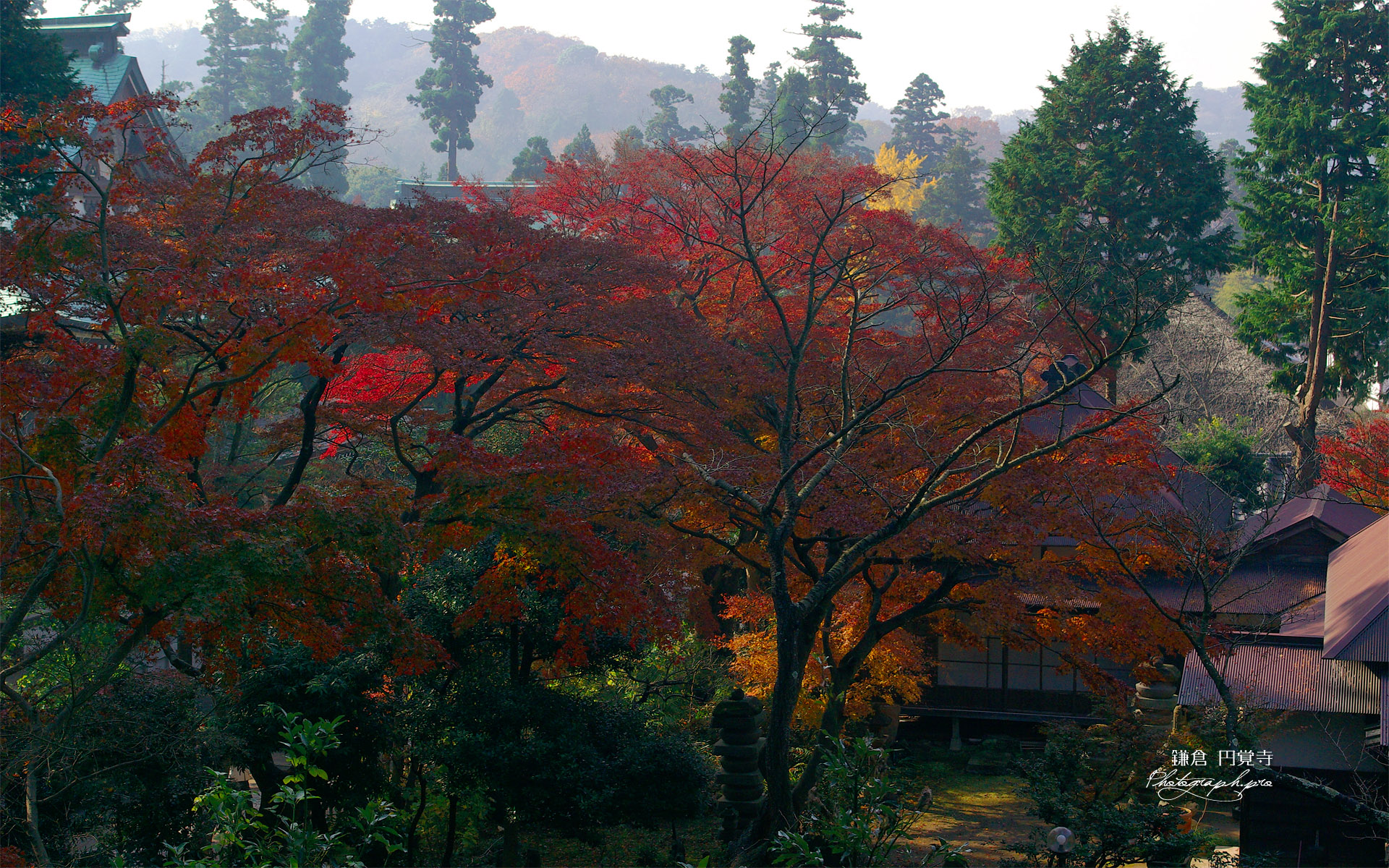 紅葉の円覚寺境内