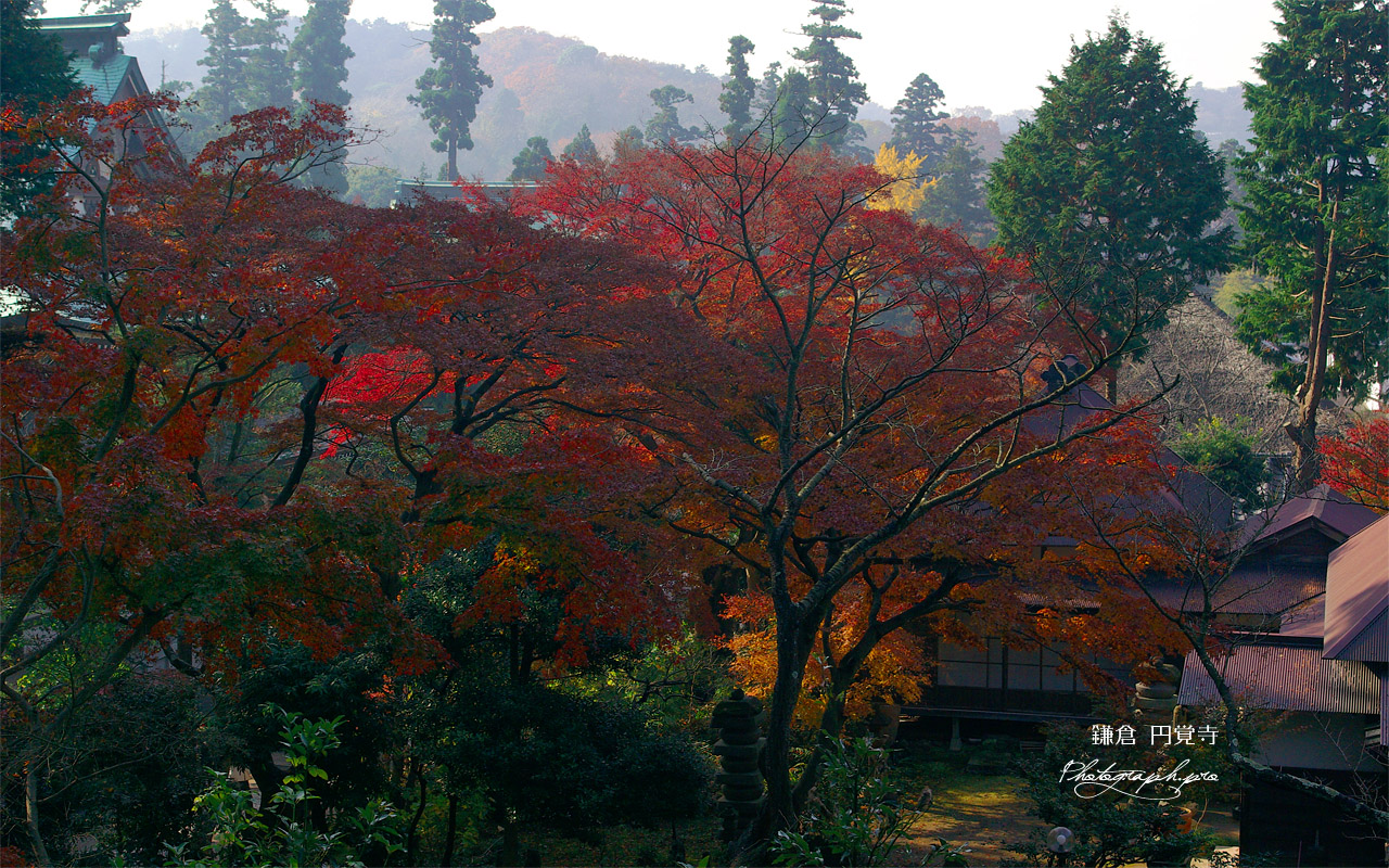 紅葉の円覚寺境内 壁紙