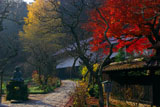 東慶寺 紅葉と金仏