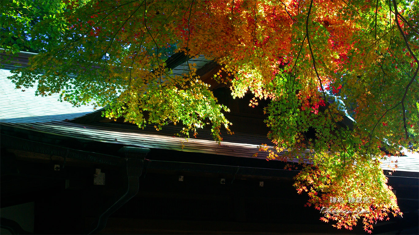 鎌倉宮 紅葉と宝物殿 壁紙