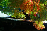 鎌倉宮 紅葉と宝物殿