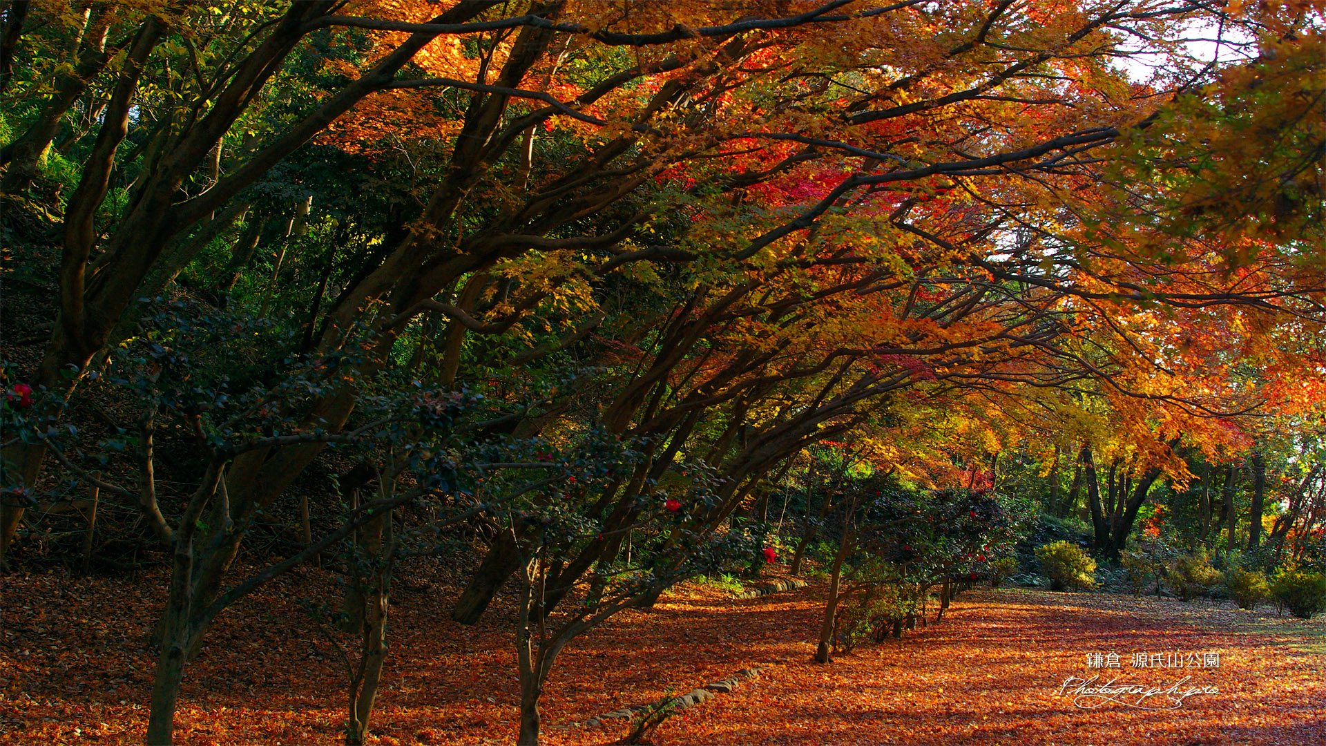 源氏山公園 冬紅葉 の壁紙 19x1080