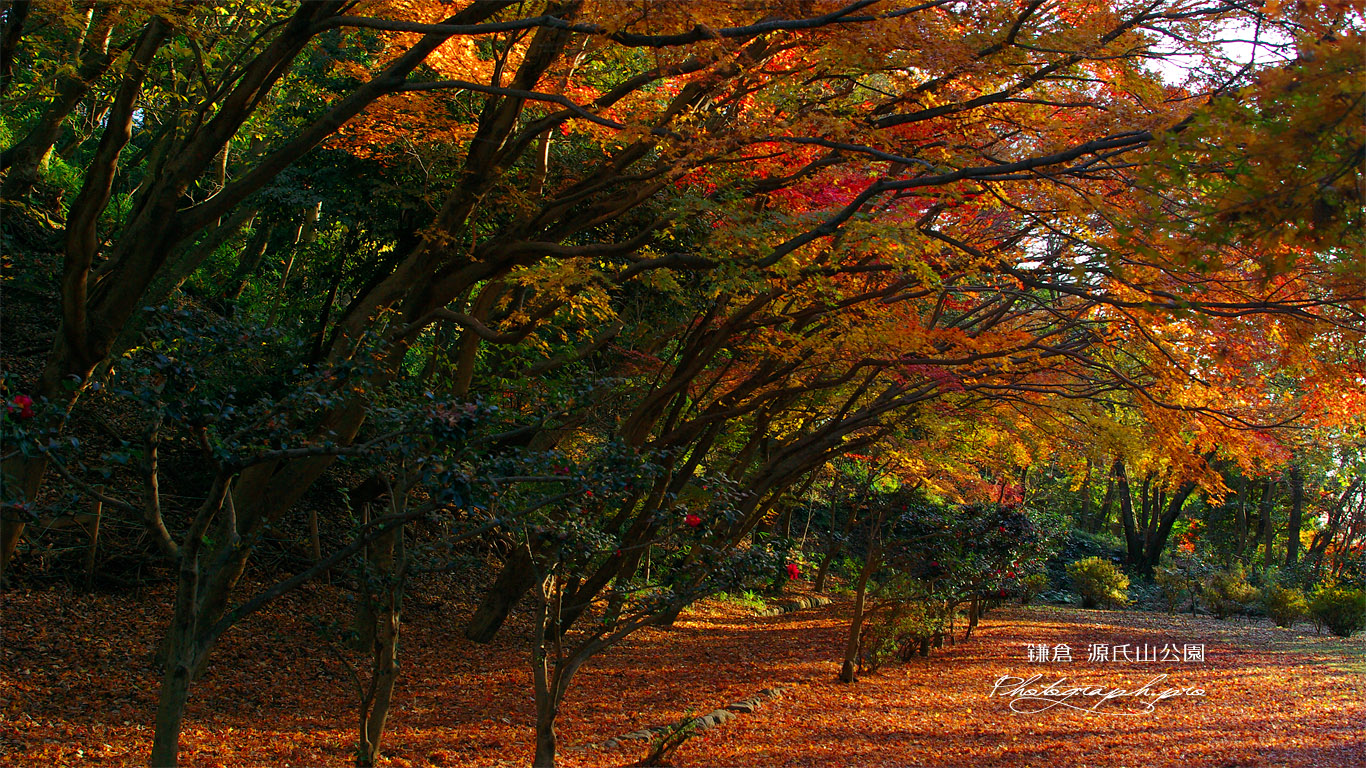 源氏山公園 冬紅葉 壁紙