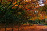 源氏山公園 冬紅葉