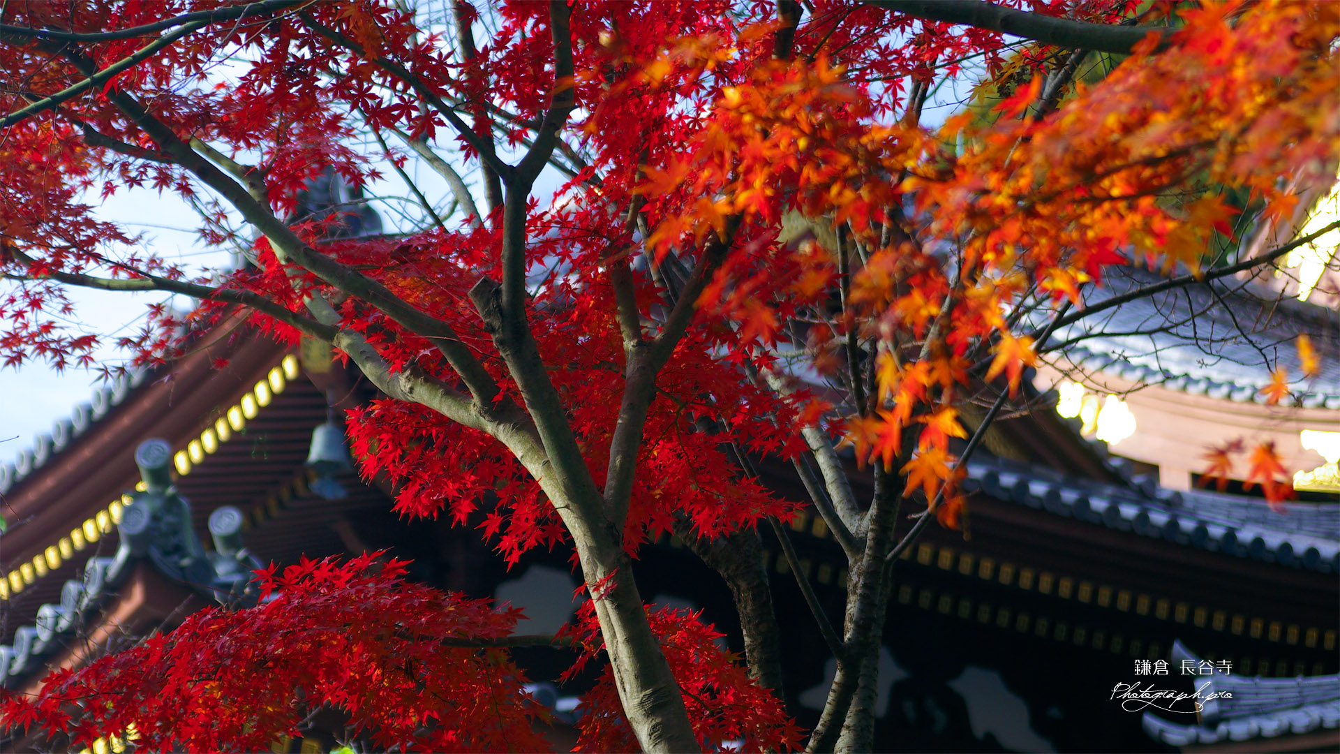 鎌倉長谷寺の紅葉と観音堂