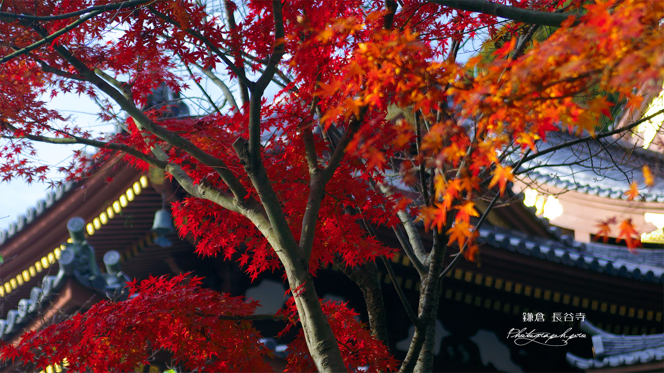 鎌倉長谷寺の紅葉と観音堂 壁紙