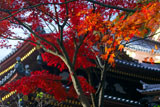 鎌倉長谷寺の紅葉と観音堂