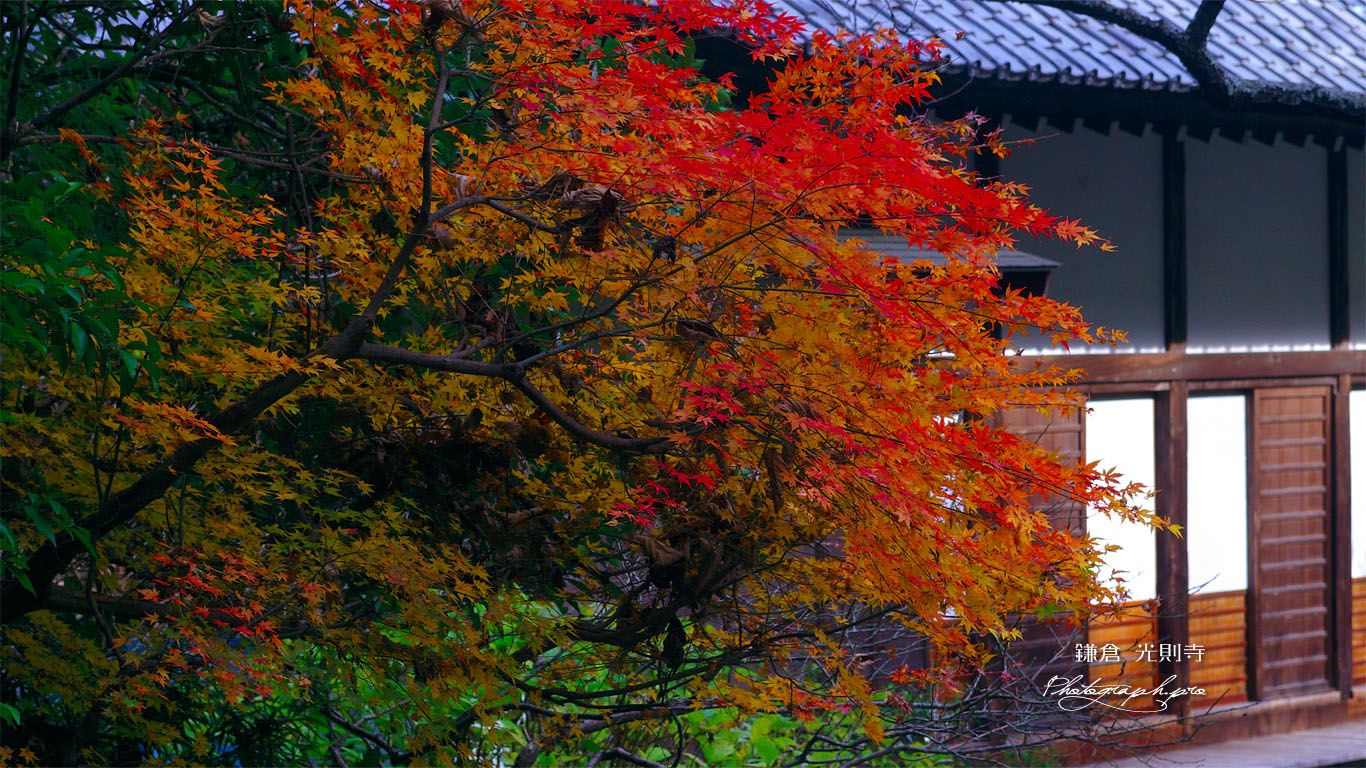 光則寺の残り紅葉と本堂 壁紙